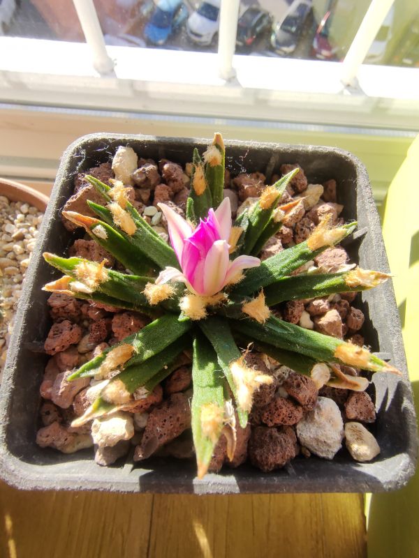 A photo of Ariocarpus agavioides