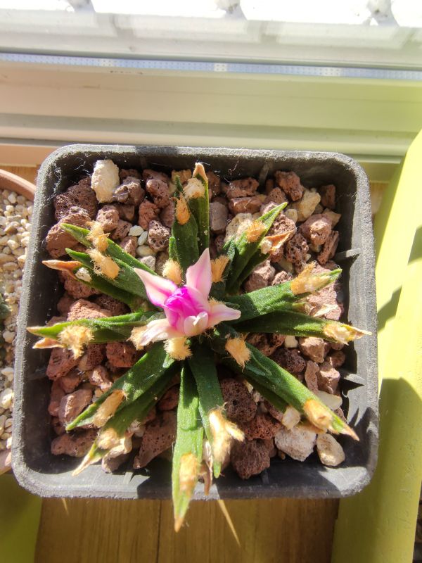 A photo of Ariocarpus agavioides
