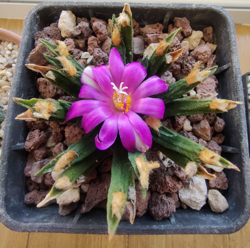 A photo of Ariocarpus agavioides