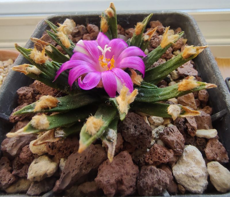 A photo of Ariocarpus agavioides