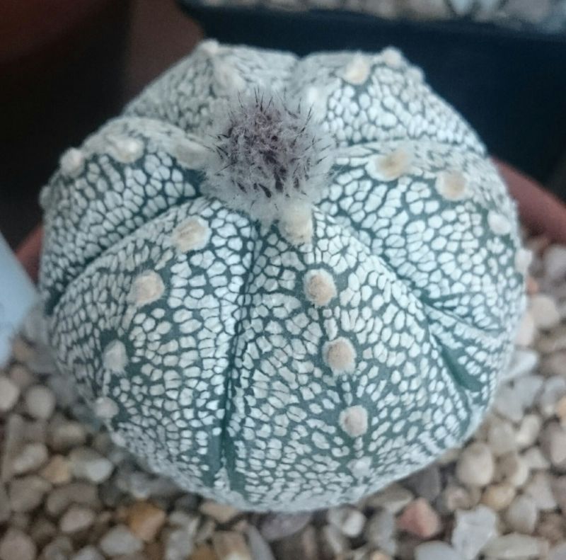 Una foto de Astrophytum hybrid SK-CO (A. asterias cv. Superkabuto x A. coahuilense)