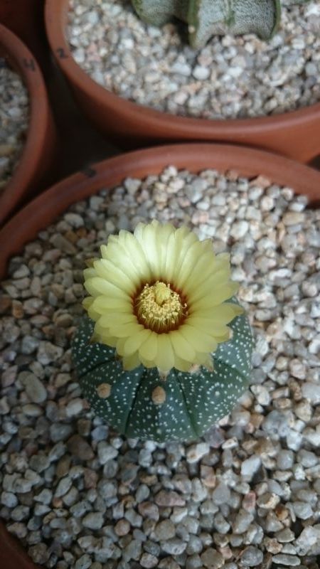Una foto de Astrophytum asterias