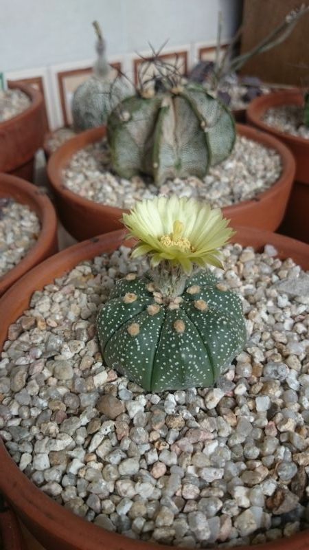 Una foto de Astrophytum asterias