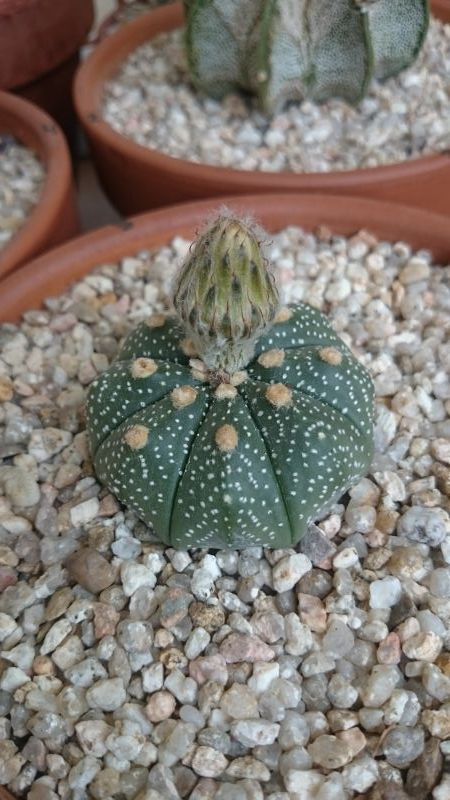 Una foto de Astrophytum asterias