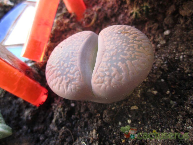 Una foto de Lithops aucampiae ssp. aucampiae var. aucampiae