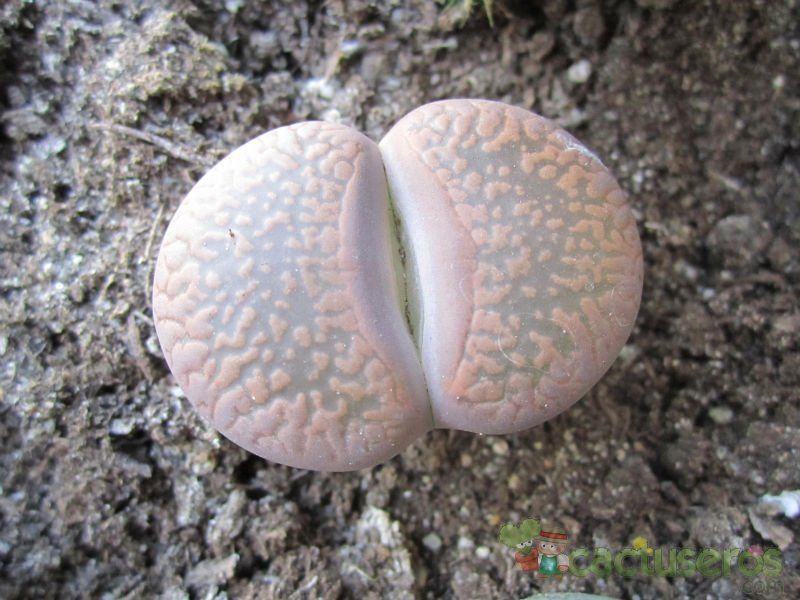 Una foto de Lithops aucampiae ssp. aucampiae var. aucampiae