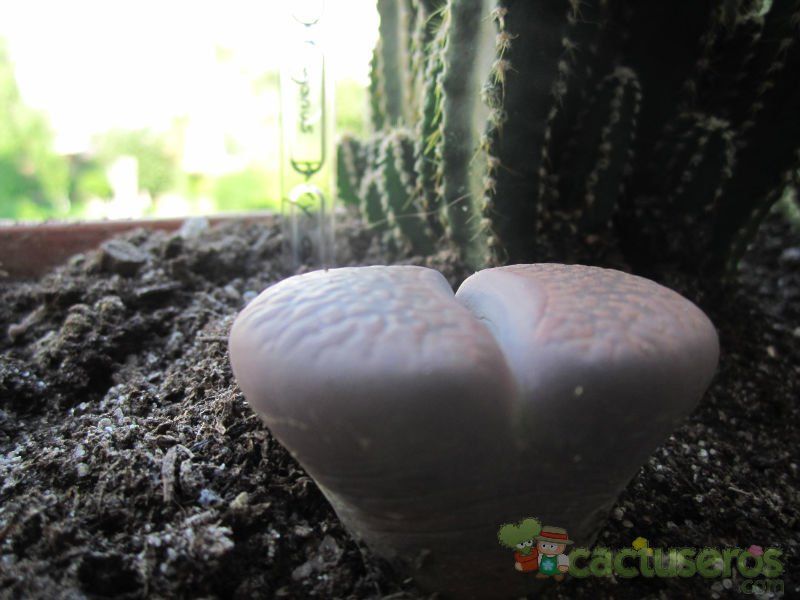 Una foto de Lithops aucampiae ssp. aucampiae var. aucampiae