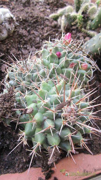 A photo of Mammillaria compressa ssp. compressa