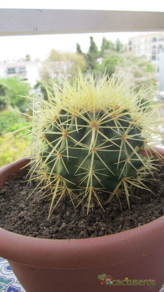 Una foto de Echinocactus grusonii