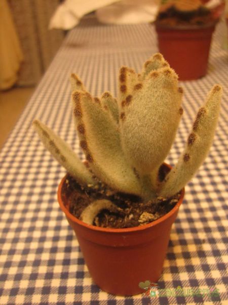 Una foto de Kalanchoe tomentosa