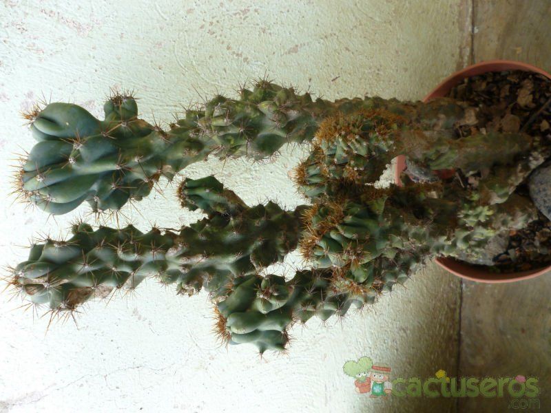 Una foto de Cereus hildmannianus f. monstruosa