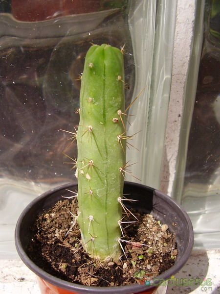 A photo of Echinopsis lageniformis