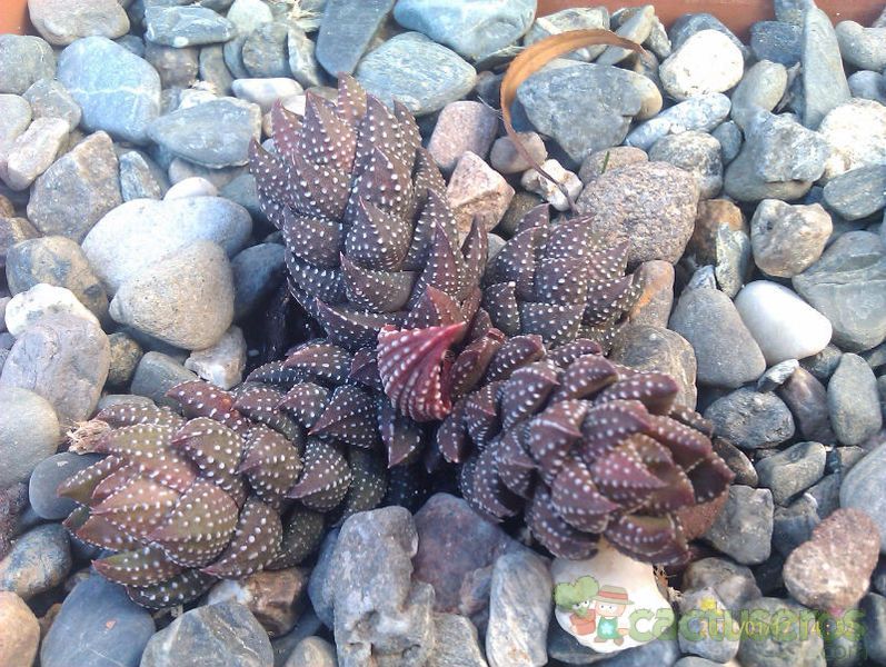 A photo of Haworthia coarctata