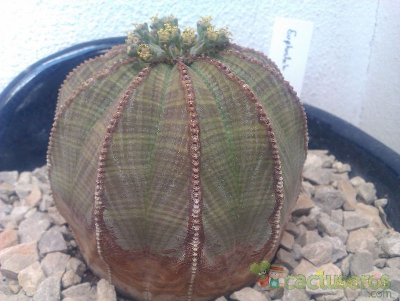Una foto de Euphorbia obesa