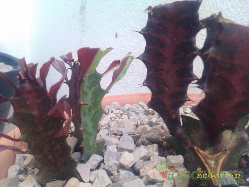 A photo of Euphorbia trigona var. rubra