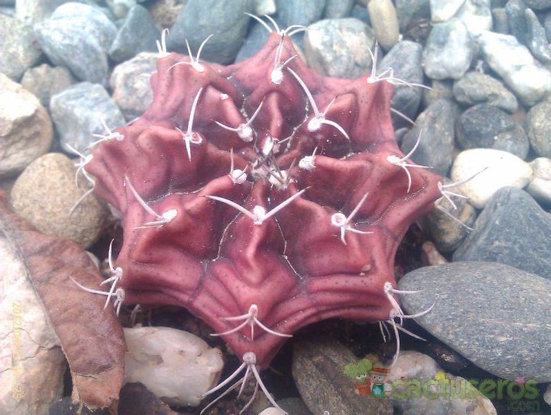 A photo of Gymnocalycium mihanovichii