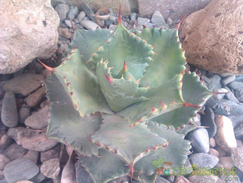 Una foto de Agave potatorum cv. shoji raijin