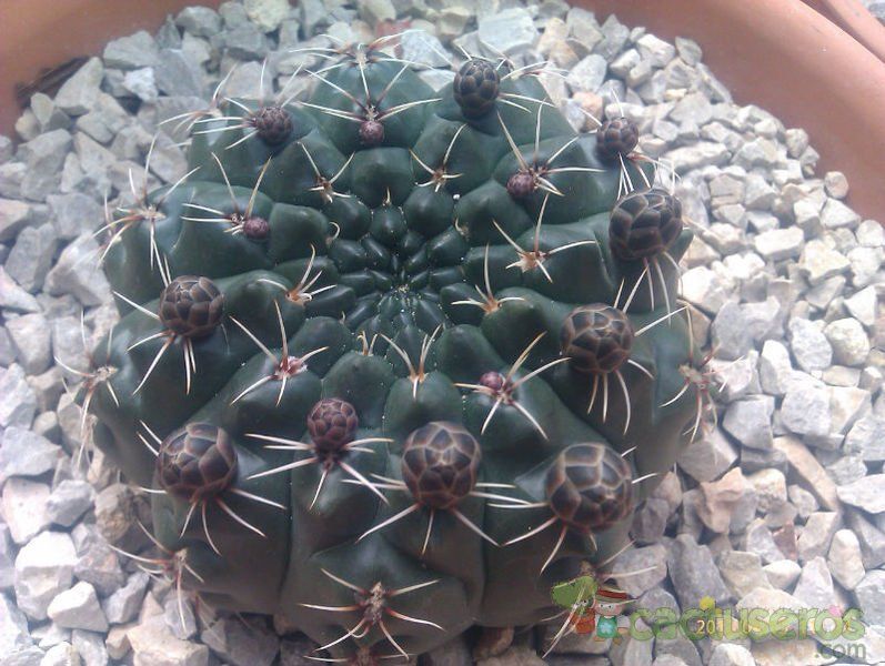 A photo of Gymnocalycium baldianum