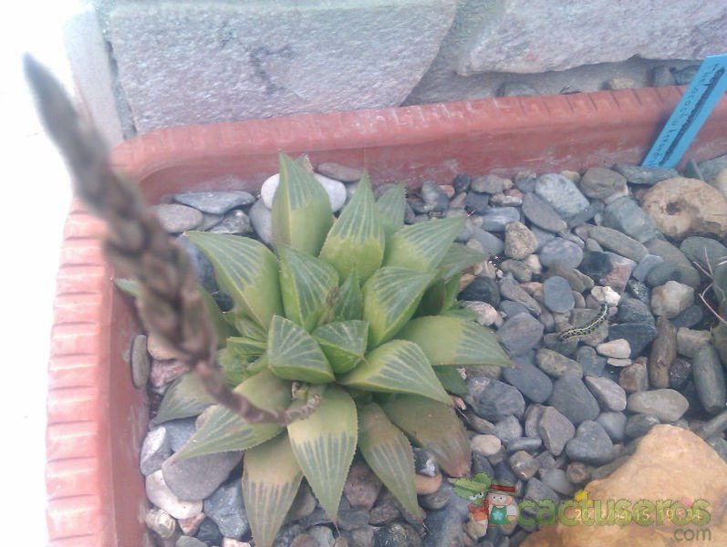 Una foto de Haworthia cv. ryderiana