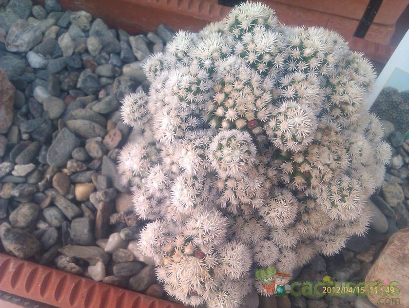 A photo of Mammillaria gracilis cv. Arizona Snowcap