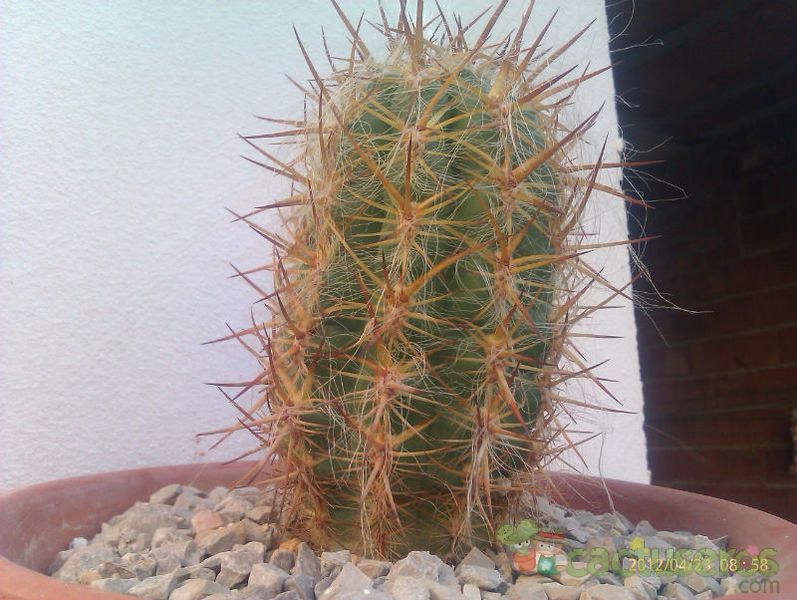 A photo of Oreocereus celsianus