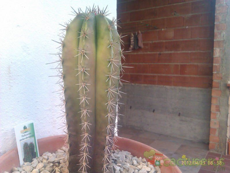 A photo of Pachycereus pecten-aboriginum