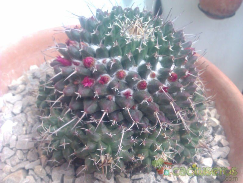 A photo of Mammillaria compressa ssp. compressa