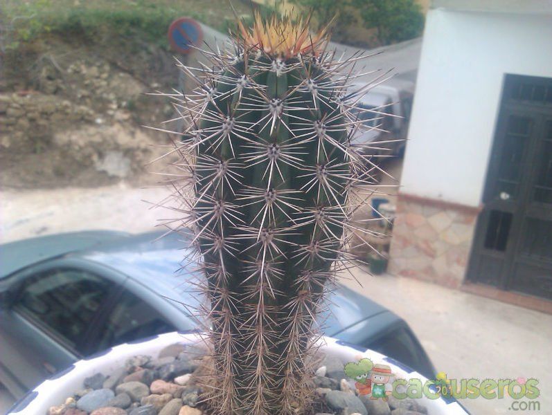Una foto de Pachycereus pringlei