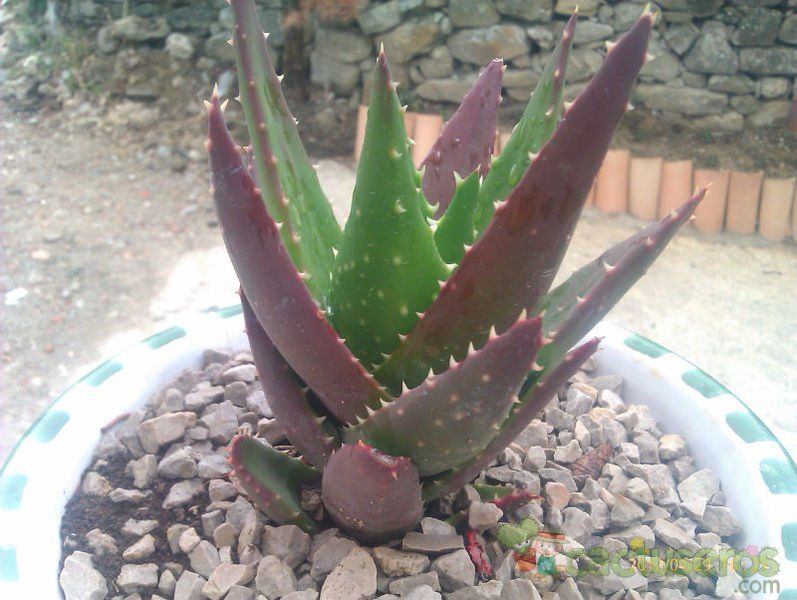 A photo of Aloe perfoliata 