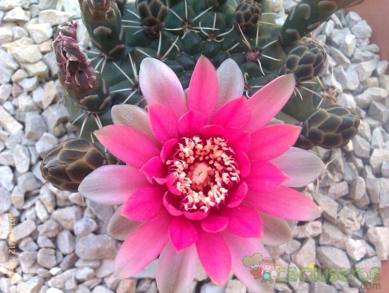 A photo of Gymnocalycium baldianum