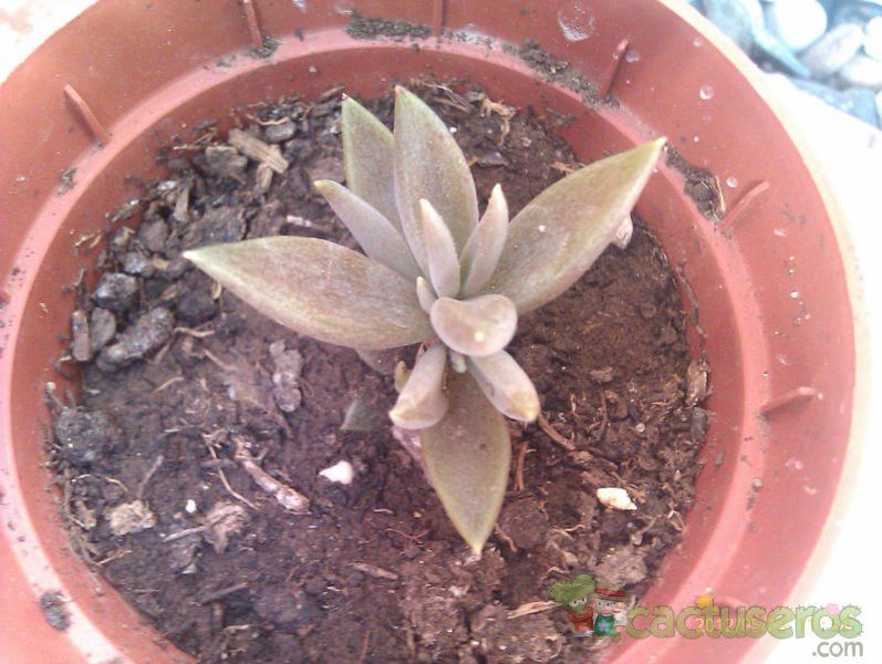 Una foto de Lenophyllum texanum