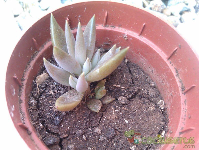 Una foto de Lenophyllum texanum
