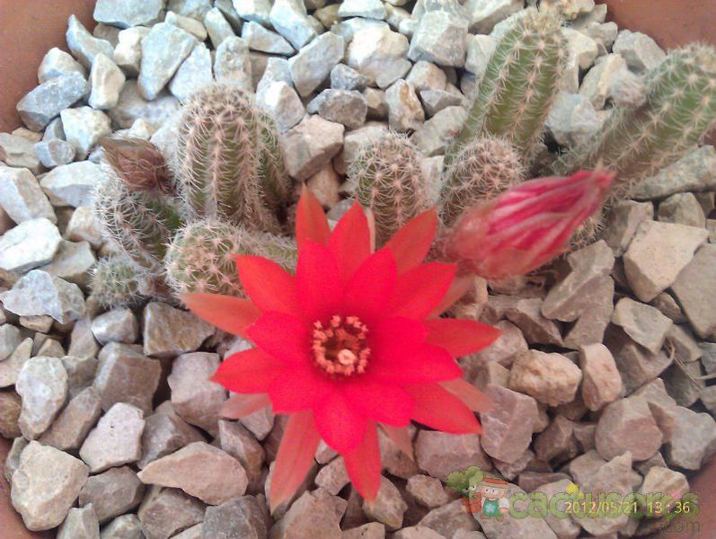 Una foto de Echinopsis chamaecereus