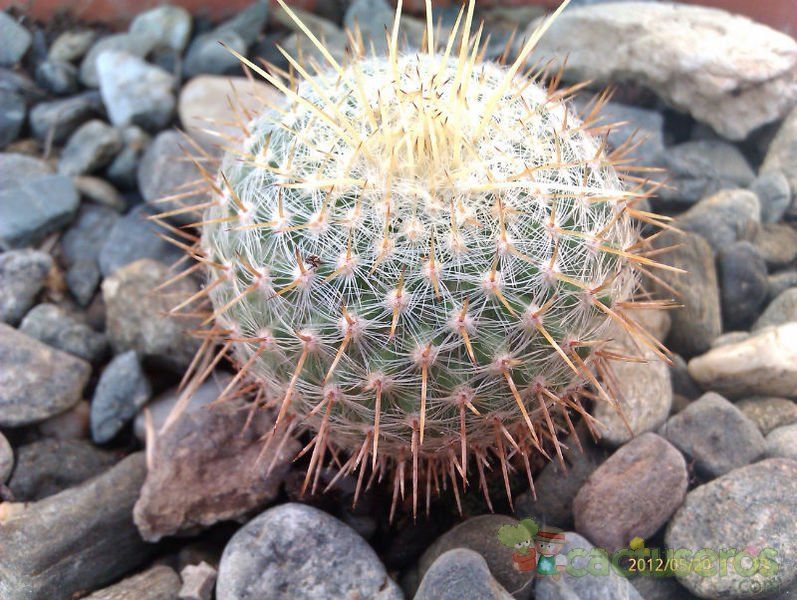 Una foto de Mammillaria muehlenpfordtii