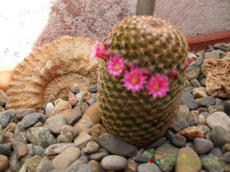 A photo of Mammillaria matudae