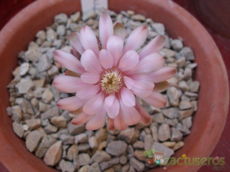 A photo of Gymnocalycium mihanovichii