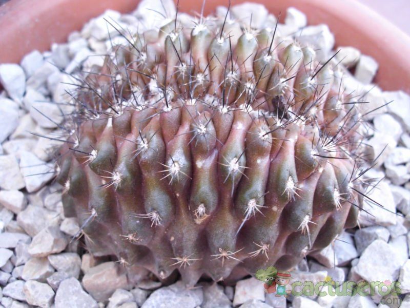 A photo of Copiapoa humilis fma. crestada