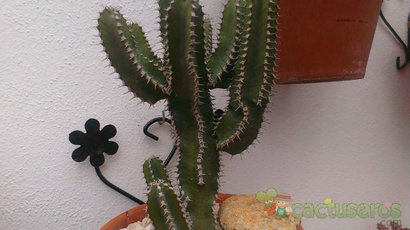 Una foto de Euphorbia polyacantha