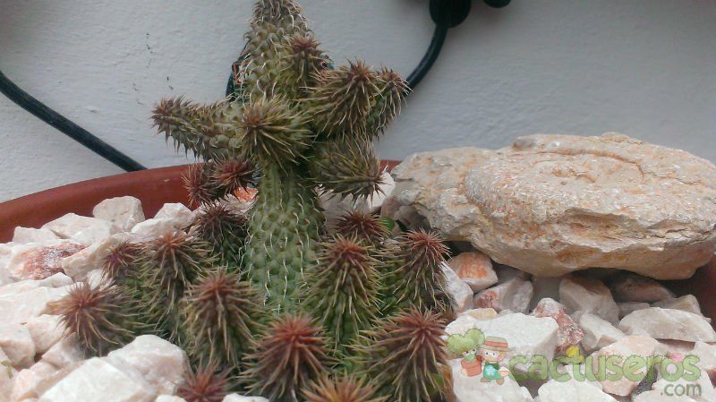 A photo of Huernia pillansii