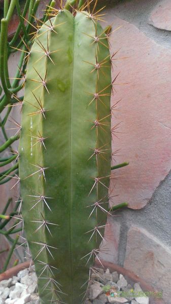 Una foto de Isolatocereus dumortieri