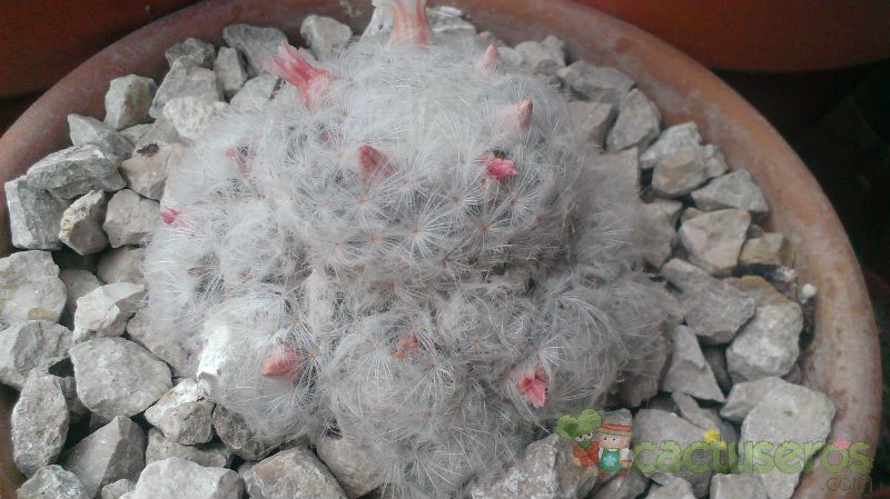 Una foto de Mammillaria plumosa