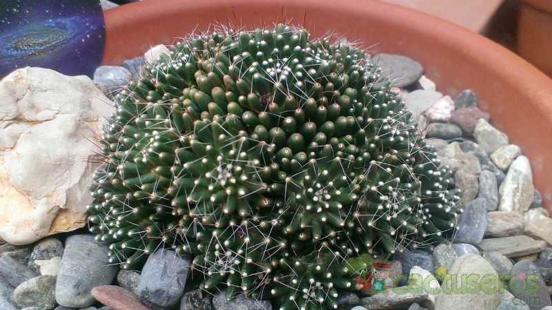 A photo of Mammillaria crinita ssp crinita fma. monstruosa