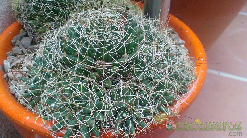 A photo of Mammillaria decipiens ssp. camptotricha