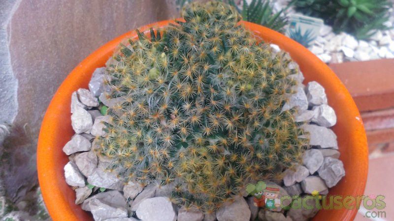 Una foto de Mammillaria schiedeana