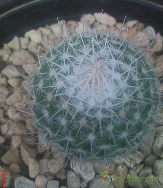 A photo of Mammillaria geminispina