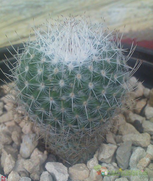 A photo of Mammillaria geminispina