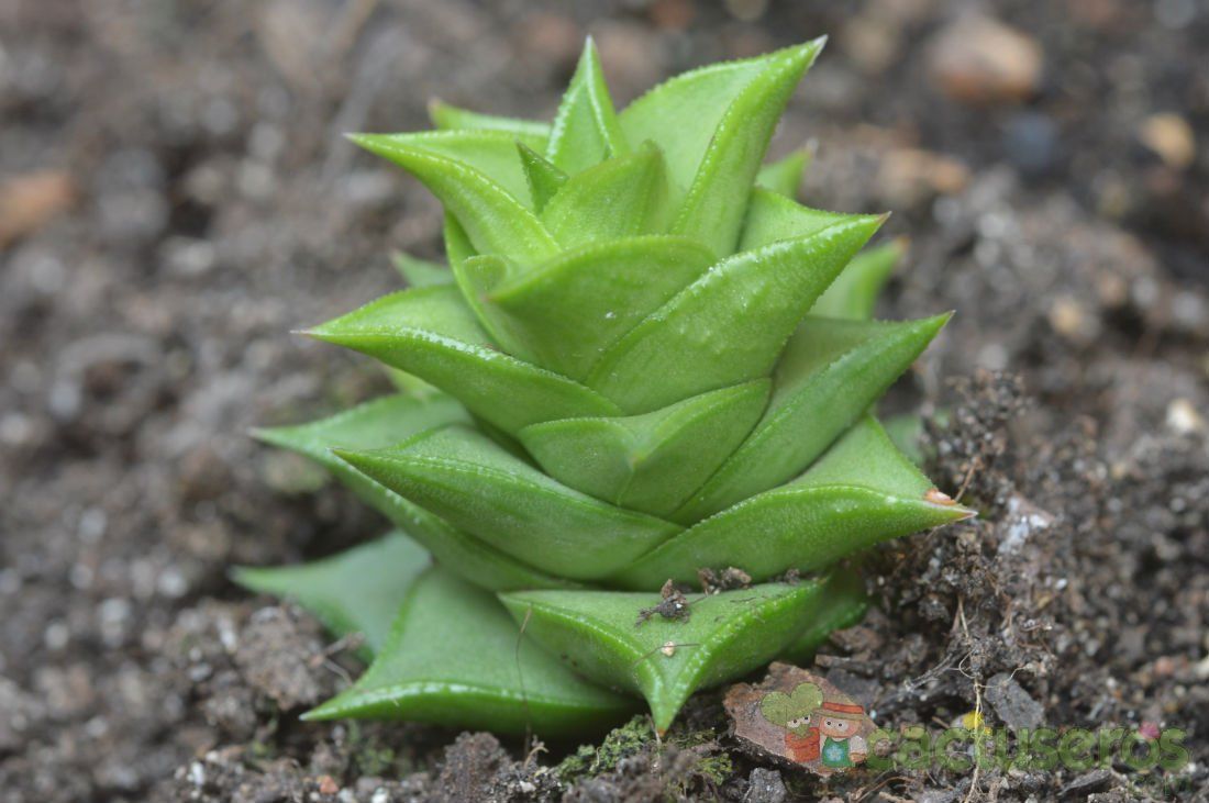 A photo of Haworthia viscosa