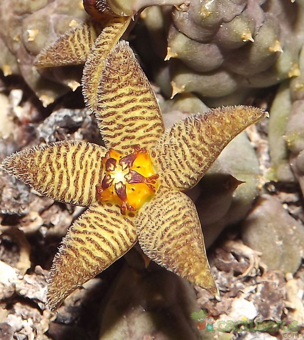 A photo of Piaranthus geminatus var. foetidus