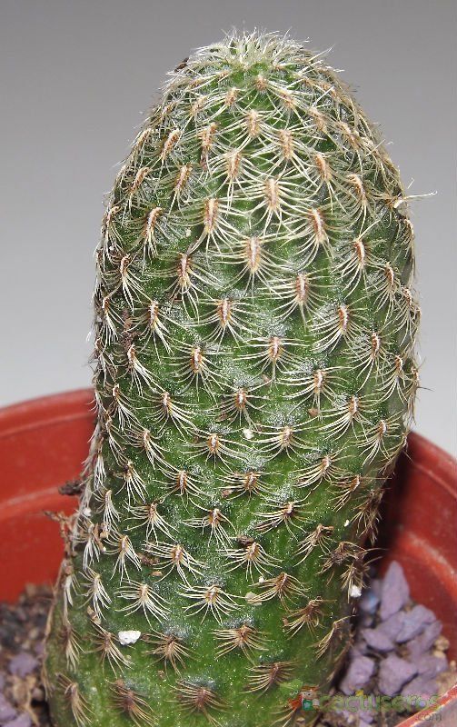 A photo of Sulcorebutia vasqueziana