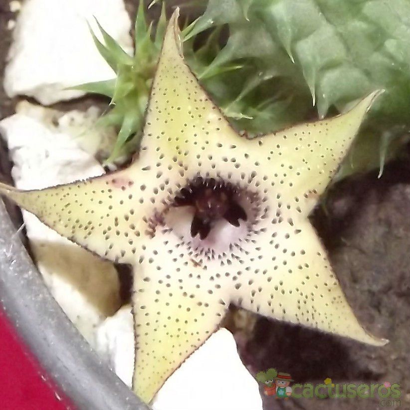 Una foto de Huernia pillansii HIBRIDO